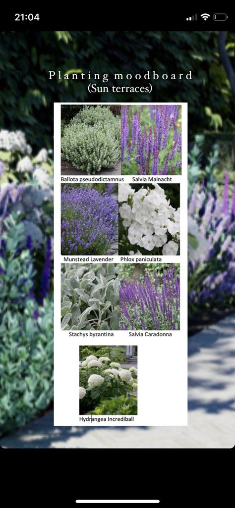 Lavender Plant Landscaping, Mediterranean Planting Scheme, Acreage Landscaping, Front Yard Plants, Boxwood Garden, Mediterranean Landscape, Creative Garden Decor, Front Garden Landscape, Mediterranean Landscaping