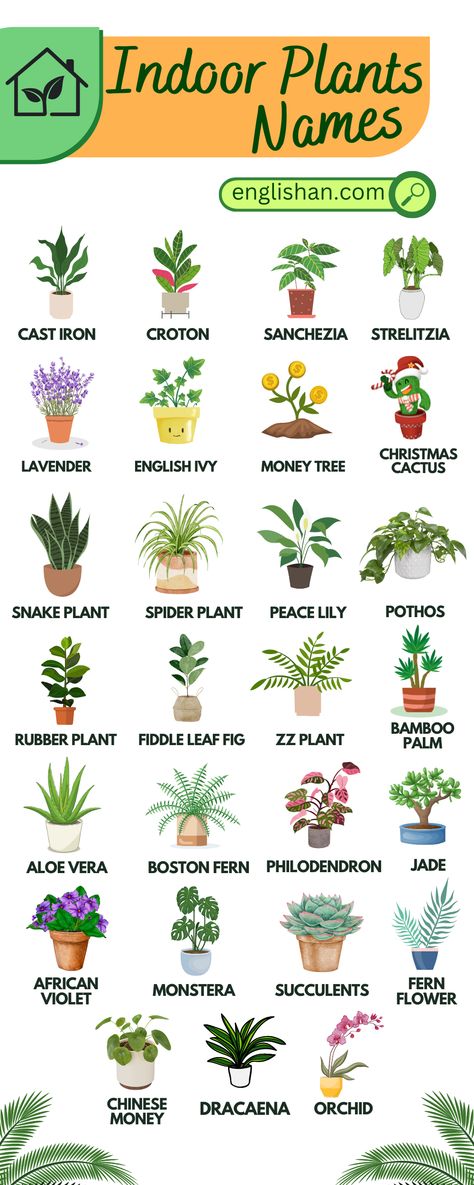 Indoor Plants Names English Vocabulary Indoor Plants With Names, Indoor Plants Name With Pictures, Common House Plants Names, Plants Name With Pictures, Plants And Their Names, Plants With Names, Types Of Indoor Plants, Indoor Plants Names, Indore Plants