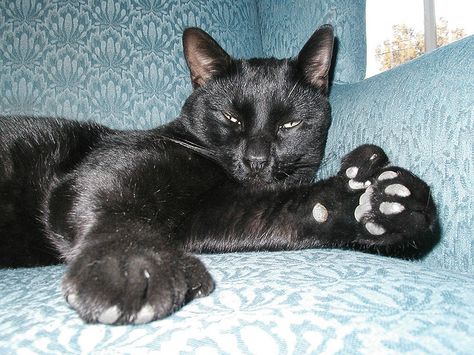 Polydactyl Cats | Polydactyl Cat- Bruce! | Flickr - Photo Sharing! Hemingway Cats, Polydactyl Cat, Amur Leopard, Gorgeous Cats, A Black Cat, Name Ideas, Cat Names, Cat Paws, Beautiful Cat