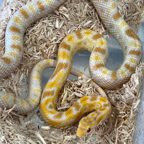 Butter Okeetee Corn Snakes by Travis Whisler Reptiles - MorphMarket Cornsnake Morphs, Okeetee Corn Snake, Corn Snakes, Corn Snake, Snakes, Reptiles, Corn, Frozen, Butter