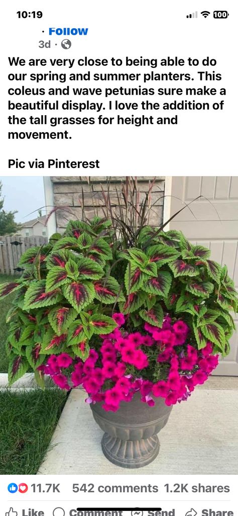 Petunia Planter, Wave Petunias, Summer Planter, Petunia Flower, Summer Plants, Summer Projects, Gorgeous Gardens, Gardening Ideas, Petunias