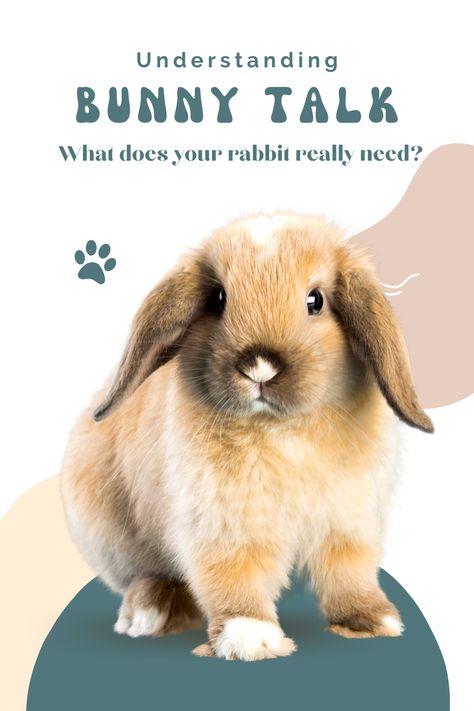 Bunny Language, American Fuzzy Lop, English Angora Rabbit, Bunny Care Tips, Rabbit Information, English Angora, Rabbit Behavior, Lop Bunnies, Funny Bunny Videos