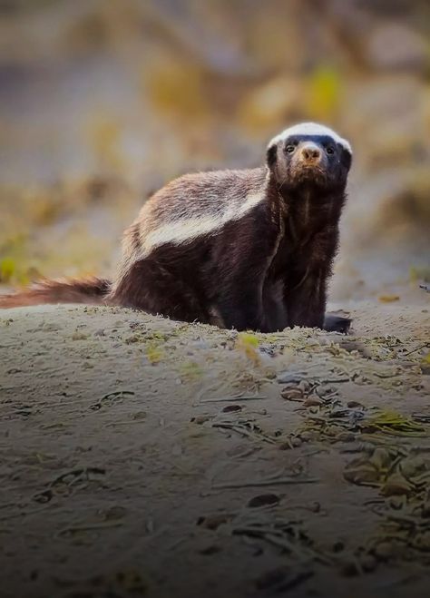 Honey Badger Wallpaper, Badger Wallpaper, Mobile Wallpaper Android, Honey Badger, Wild Life, Brown Bear, Life Photography, Hd Wallpapers, Wildlife Photography