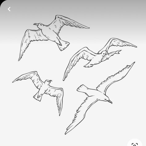 Seagull Tattoo, Bird Outline, Bird Sketch, Outline Illustration, Marine Theme, Tinta China, Vector Sketch, Tattoo Illustration, Sea Art