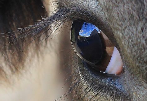 "Cows Eye (7)" by  Richard Collier Ranch Inspiration, Nguni Cattle, Cow Eyes, Advanced Higher Art, Highland Cow Painting, Animal Eyes, Eye Close Up, Highland Cows, Cow Painting