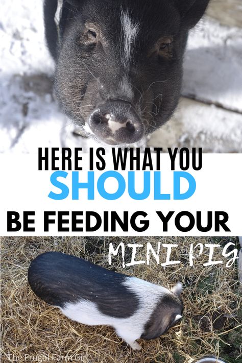 Mini Pig Food, Mini Potbelly Pigs, Mini Pig Care, Kune Kune Pigs, Raising Pigs, Pig Feed, Pigs Eating, Raising Farm Animals, Miniature Pigs