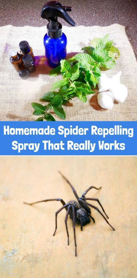 Homemade Spider Repelling Spray That Really Works Peppermint Spray For Spiders, Spray For Spiders, Homemade Spider Spray, Diy Spider Web, Spider Spray, Peppermint Spray, Spiders Repellent, Diy Spider, Pest Repellent