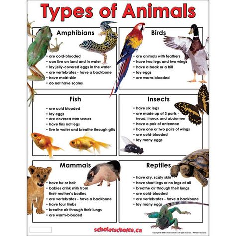 Animal Kingdom - Goal 4 General Characteristics Eukaryotic, multicellular organisms Heterotrophic (can’t make own food) No cell walls Cells organized into tissues, organs, and organ systems nerves,... Animals Chart, Classifying Animals, Animal Identification, Vertebrates And Invertebrates, Animal Lessons, Julia Donaldson, Animal Classification, Animal Adaptations, Animal Worksheets