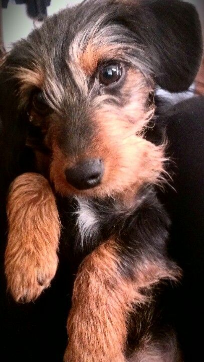 Dorkie....the cutest little pups ever! Love my Barney boy 💙 Dorkie Pup, Wirehaired Dachshund, Yorkie Mix, Wire Haired Dachshund, Yorkshire Terrier Puppies, Mixed Breed Dogs, Dachshund Puppy, Dachshund Love, Weiner Dog