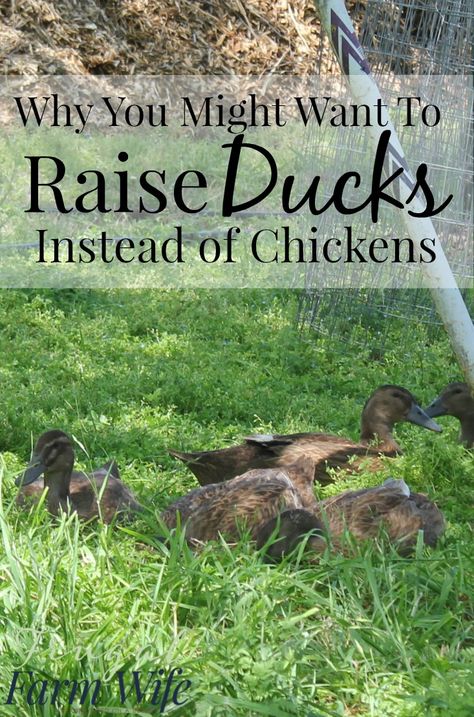 Homestead Tips, Duck Stuff, Backyard Ducks, Duck Farming, Raising Ducks, Urban Homestead, Duck House, Farm Wife, Keeping Chickens