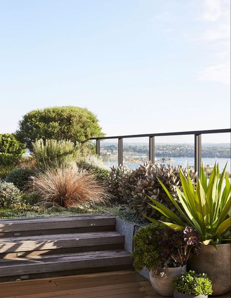 Apartment Backyard, Apartment Rooftop, Water Wise Plants, Roof Garden Design, Rooftop Design, Australian Garden, Coastal Gardens, Rooftop Garden, Apartment Garden