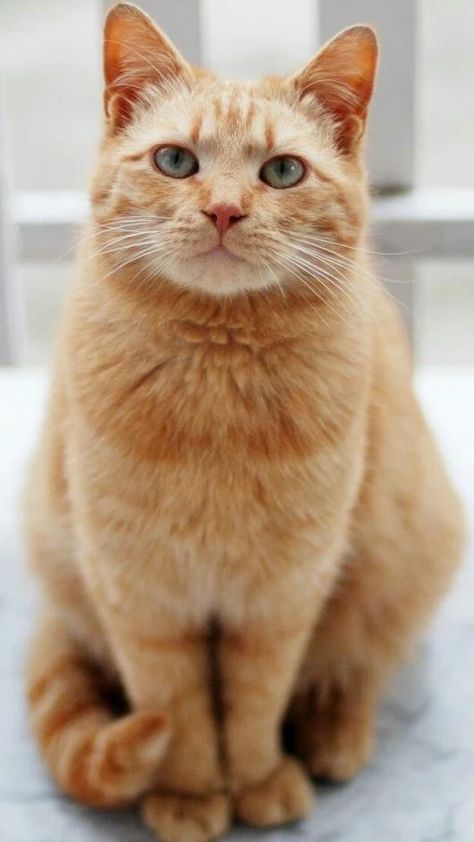 Image Chat, Orange Tabby Cats, Orange Cats, Orange Tabby, Cat Photography, Ginger Cats, Cute Cats And Kittens, Orange Cat, Beautiful Cat