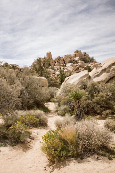 Desert Ecosystem, Desert Trees, Brown Sand, Wild Camp, Desert Environment, Breathtaking Photography, Yucca Valley, California Desert, Park Pictures