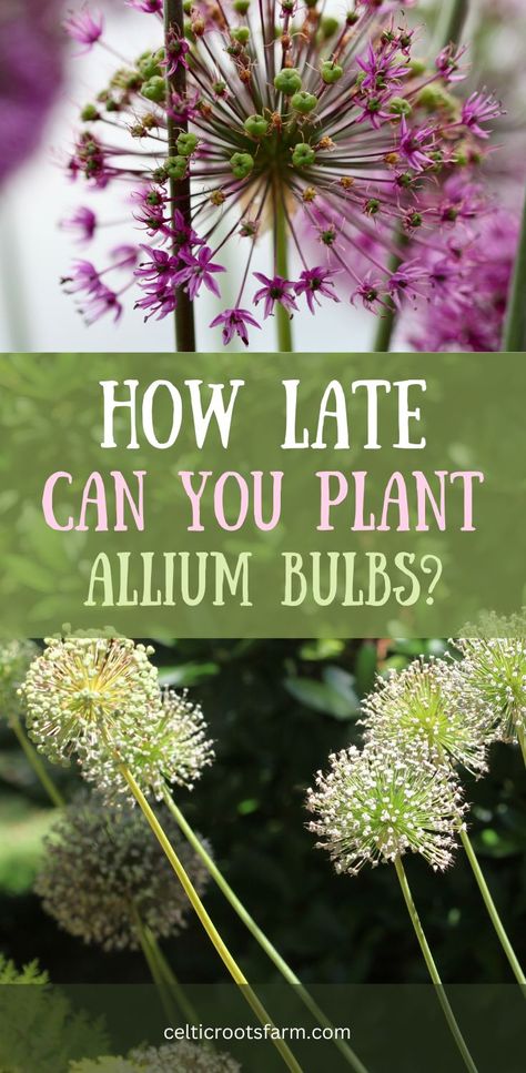 two pictures of allium flowers in the garden When To Plant Allium Bulbs, Allium Companion Plants, Kentucky Garden, Allium Bulbs, Allium Flowers, Plant Zones, Organic Compost, Cottage Garden Plants, Spring Plants