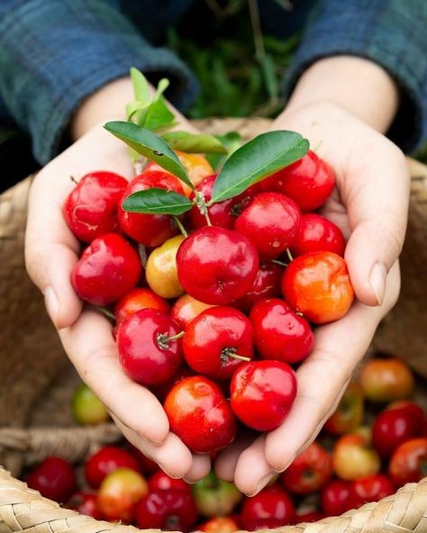 1,244 Likes, 10 Comments - 🍓Plantar & Viver🍓 (@plantar.viver) on Instagram: “Como eu gosto de acerolas🤩 você também?❤ . Siga @plantar.viver Siga @plantar.viver . #acerola…” Cherry Plant, Barbados Cherry, Acerola Cherry, Cherry Fruit, Exotic Fruit, Traditional Medicine, Sweet Tarts, Tropical Fruit, Growing Tree