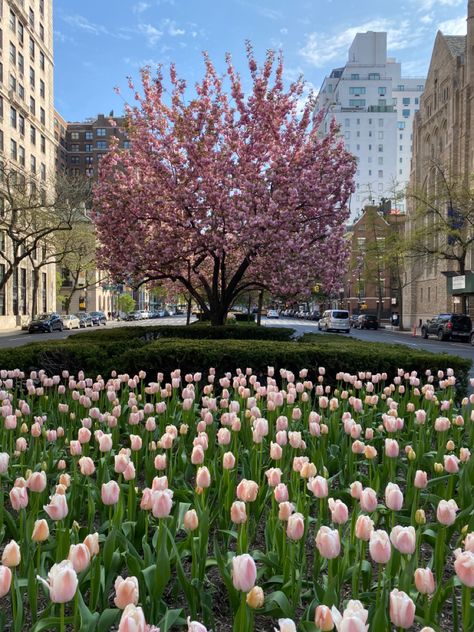 I love watching the tulips and cherry blossom trees bloom in new york city every spring. Cherry Blossom New York, Cherry Blossom Trees, Sakura Tree, Nyc Life, Blossom Tree, Cherry Blossom Tree, Blossom Trees, Park Avenue, Cherry Blossoms