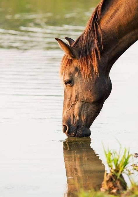 Horse Drinking Water, Most Beautiful Animals, Majestic Horse, All The Pretty Horses, Horse Crazy, A Pond, Equine Photography, Pretty Horses, Donkeys