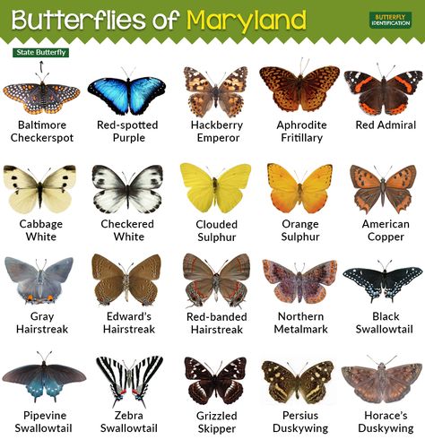 Butterflies of Maryland - This chart and info on a lot more below. If you click through, lots of simple info on life stages, host plants, etc. Butterfly Types And Meanings, Butterfly Identification, Nature Facts, Plants That Attract Butterflies, Red Bay, Types Of Butterflies, Gossamer Wings, Kitten Drawing, Butterfly Species