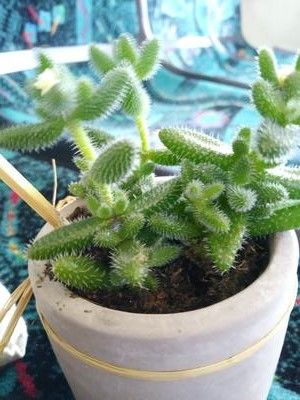 Small soft spikes on succulent? Cactus Plants, Looking Up, I Got This, Succulent, Plants