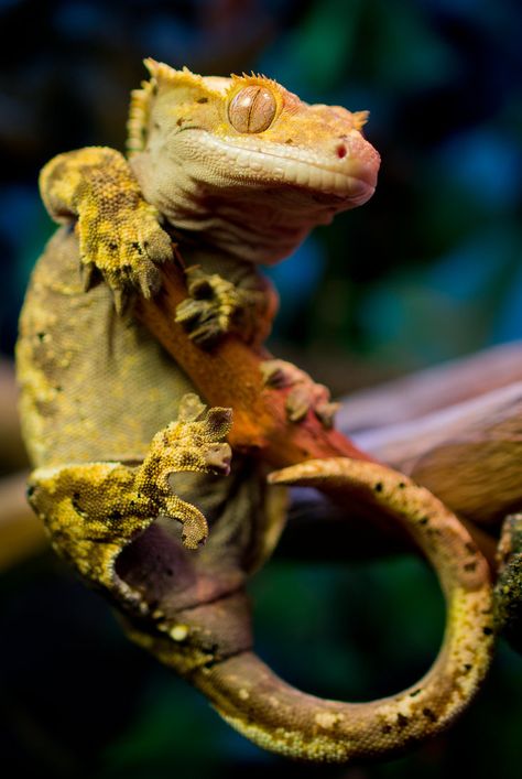 Gecko Pet, Gecko Terrarium, Cute Gecko, Cute Lizard, Cute Reptiles, Crested Gecko, Reptile Snakes, Reptiles Pet, Vivarium