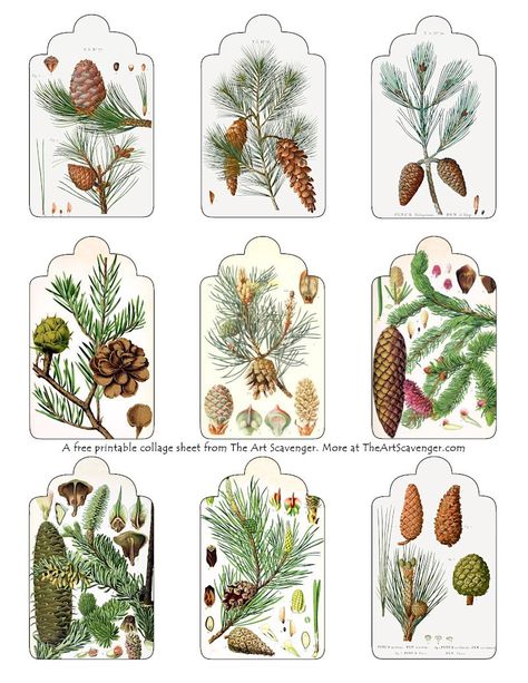 Free Yule Printables, Free Forest Printables, Christmas Backing Papers Free Printable, Nature Ephemera, Free Printable Winter Botanical Wall Art, Free Christmas Printables Vintage, Christmas Junk Journal Free Printable, Xmas Printables, Christmas Junk Journal Tags