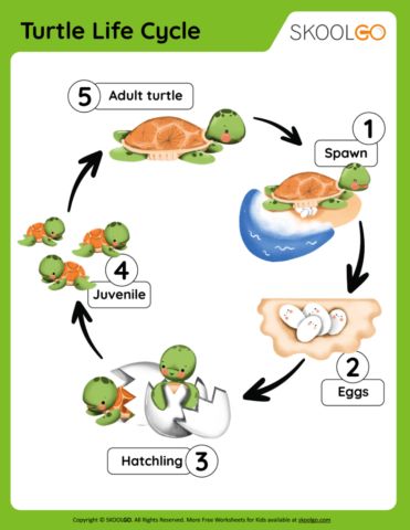 Life Cycle Of Sea Turtle, Turtle Life Cycle Craft, Turtle Lesson Plans Preschool, Turtle Games For Kids, Turtle Life Cycle Preschool, Life Cycle Projects For Kids, Turtle Activities For Preschool, Turtle Activities For Kids, Turtle Worksheet