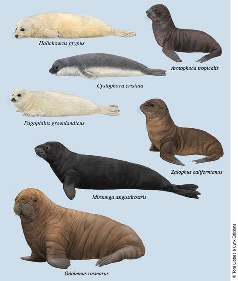 Seals © Toni Llobet Fun Facts About Animals, Cute Seals, Seal Pup, Animal Study, Animal Groups, Animal Bones, Marine Mammals, Sea Lion, Anime Meme