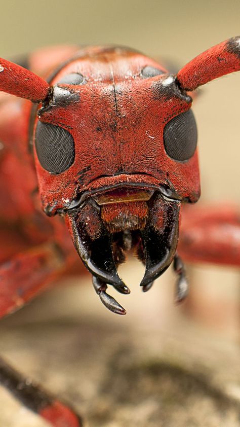 Horn Beetle, Weird Insects, Macro Photography Insects, Microscopic Photography, Micro Photography, Cool Insects, Long Horn, Insect Photography, Beetle Insect