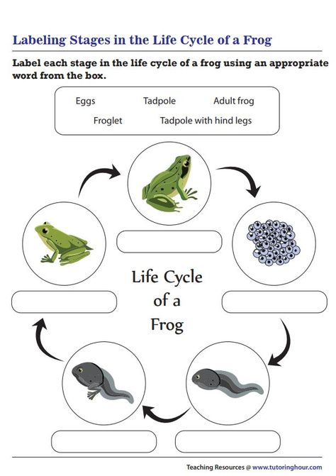 Life Cycle Of Frog Worksheet, The Life Cycle Of A Frog, Life Cycle Of Animals Worksheet, Frog Worksheet, Frog Life Cycle Printable, Dbt Diary Card, Kindergarten Science Projects, Frog Printable, Life Cycle Of A Frog