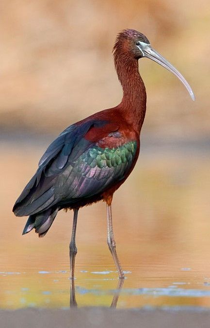 Glossy Ibis (Plegadis falcinellus) Glossy Ibis, Birds Wallpaper Hd, Animals Lover, Different Birds, Bird Wallpaper, Pet Cage, Seo Expert, Big Bird, Exotic Birds