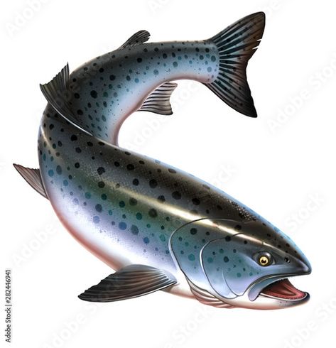 Trout Drawing, Chinook Salmon, River Fish, Rainbow Trout Fishing, Trout Fish, Fish Icon, Fish Vector, Salmon Fish, Black And White Sketches