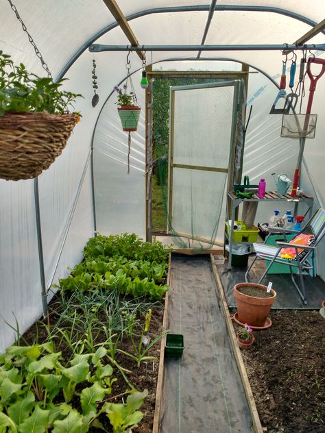 Polytunnel Layout Ideas, Small Garden Allotment, Polytunnel Ideas, Small Polytunnel, Diy Greenhouse Plans, Outdoor Greenhouse, Small Vegetable Gardens, Backyard Garden Landscape, Home Greenhouse