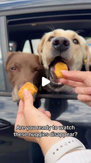 Good Boy Ollie Videos, Funny Dog Videos Make Me Laugh, Good Boy Ollie, Animal Funnies, Precious Animals, Dog Videos, Funny Dog Pictures, Good Boy, Cute Funny Dogs