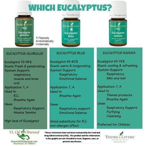 Body Butter Vs Lotion, Eucalyptus Radiata, Blue Eucalyptus, Eucalyptus Globulus, Vanilla Essential Oil, Young Living Oils, Baby Massage, Eucalyptus Essential Oil, Essential Oil Recipes