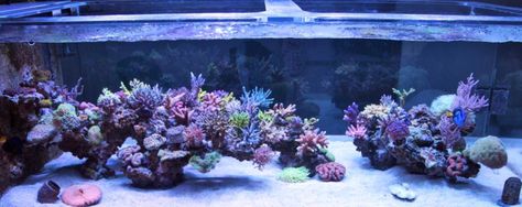 Great scape Reef Aquascaping, Reef Tank Aquascaping, Saltwater Aquarium Setup, Coral Aquarium, Marine Fish Tanks, Saltwater Aquariums, Saltwater Aquarium Fish, Saltwater Fish Tanks, Reef Tanks