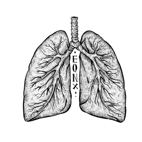 Lungs illustration Lungs Illustration, Lungs Drawing, Cycling Artwork, Lungs Art, Lung Anatomy, Moon And Stars Wallpaper, Body Part Drawing, Water Tattoo, Indie Drawings