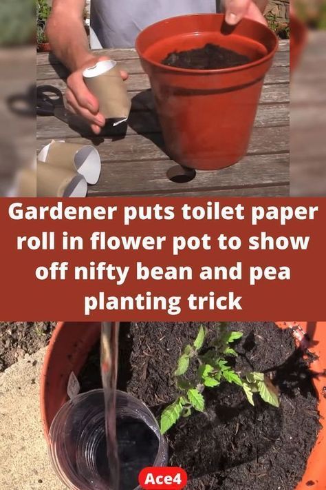 Gardener puts toilet paper roll in flower pot to show off nifty bean and pea planting trick Plant Hacks, Container Gardening Vegetables, Easy Video, Toilet Paper Roll, Toilet Roll, Without Makeup, Paper Roll, Flower Pot, Container Gardening