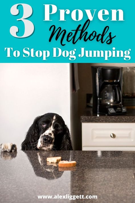 Stop dog jumping | Stop dog jumping on people | stop dog jumping fence | Stop puppy jumping | stop Puppy jumping up | Stop puppy jumping on people | how to stop dog jumping up Dog Jumping Fence, Puppy Jumping, Dog Boutique Ideas, Stop Dog Jumping, Dog Tricks Easy, Puppy Schedule, Puppy Training Schedule, Jumping Dog, Dog Jumping