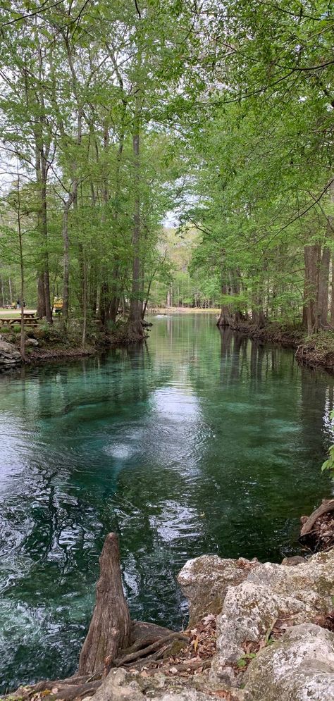 Ginnie Springs is less than an hour’s drive north of Devil’s Den Springs. It is an incredible place for tent camping, scuba diving, swimming, and more. Ginnie Springs offers all the resources you need to make the most out of your outdoors. Ginnie Springs Florida, Ginnie Springs, Devils Den, Florida Camping, Diving Swimming, Springs Florida, The Enchantments, Incredible Places, Wet N Wild