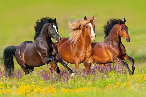 Wild horses running in a field Horses Running, The Grass, Horses, Running