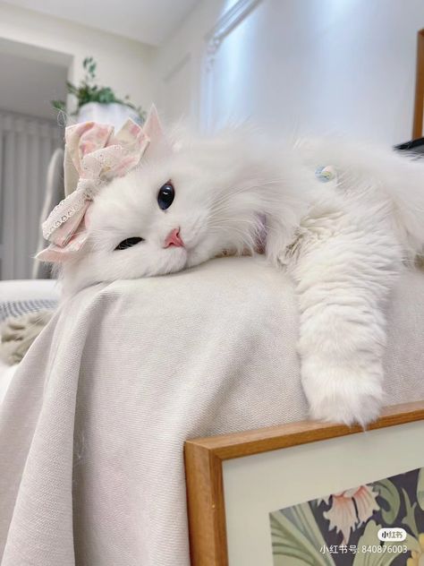 Kawaii Cat Aesthetic, All White Cat, Pink Cat Aesthetic, White Cat With Pink Bow, White Fluffy Cat, Kitten White, Cute White Cat, Turkish Angora Cat, Princess Kitty