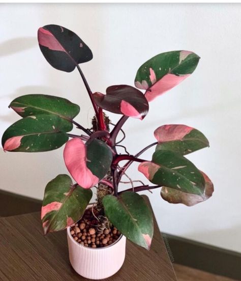 Colorful Leaf Plants, Pink Monstera Plant, Colorful Houseplants, Pink Houseplants, Pink Plants, Philodendron Pink Princess, Nerve Plant, Plant Goals, Inside Plants