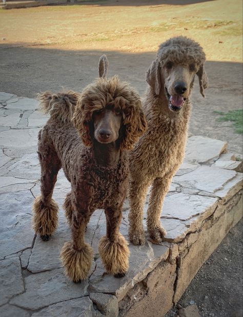 Poodles Standard, Poodle Haircuts, Goldendoodle Grooming, Haircuts Mullet, Poodle Haircut, Standard Poodles, Very Cute Dogs, Dog Info, Standard Poodle