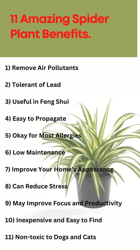 #plant #houseplant #houseplantlove #plantedaquarium #terrestrialplant #houseplantsofig Caring For Spider Plants, Fresh Air Benefits, Bonnie Spider Plant, Spider Plant Care Indoor, Spider Plant Indoor, Spider Plant Benefits, House Tree Plants, Cat Safe House Plants, Safe House Plants