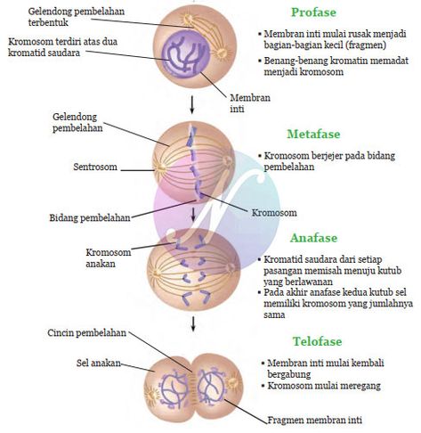 Meiosis Project, Mitosis Diagram, Mitosis Notes, Meiosis Activity, Mitosis Activity, Mitosis Y Meiosis, Mitosis And Meiosis, Membran Sel, Media Pembelajaran