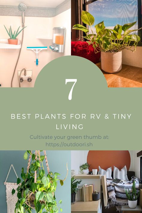 Camper Plants, Rv Plants, Decorating Your Rv, Camping 101, Diy Rv, Rv Living Full Time, Best Plants, Camper Living, Rv Decor