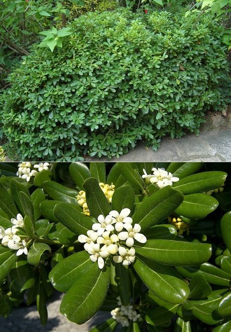 Pittosporum tobira "Nana" (Pittosporum Nain) [Pittosporacées] Pittosporum Tobira, Ornamental Shrubs, Perennial Plants, Perennials, Flower Designs, Jade, Herbs, Plants, Flowers