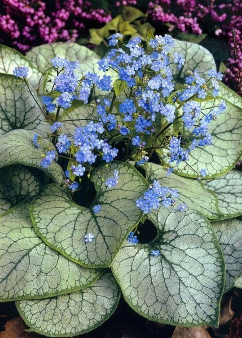 Brunnera | Part sun to shade ▪ (H) 12-15"; (W) 12-15" ▪ Bloom: mid-late spring ▪ Zone 4-8 Shade Garden Design, Shade Garden Plants, Strange Flowers, Shade Perennials, Moon Garden, Unusual Plants, Woodland Garden, Foliage Plants, Shade Plants