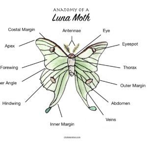 Freebies Archives - Chickie & Roo Homeschool Moth Diagram, Moth Anatomy, Moth Facts, Insect Activities, Anatomy Poster, Luna Moth, Animal Facts, Nature Journal, Science For Kids