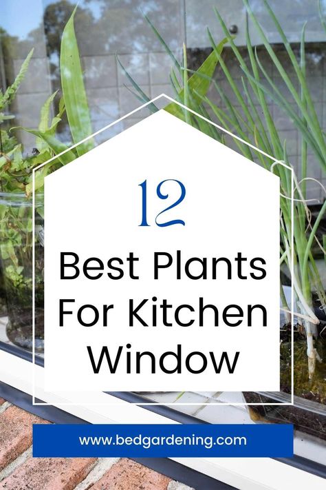 Greenhouse Window Kitchen Decor, Kitchen Window Plants Hanging, Diy Garden Window Kitchen, Plant Hangers Indoor Kitchen Windows, How To Decorate Kitchen Window Sill, Best Plants For Kitchen Window, Kitchen Window Ideas Over Sink Plants, Hanging Plants In Kitchen Window, Kitchen Window Plant Shelf Over Sink